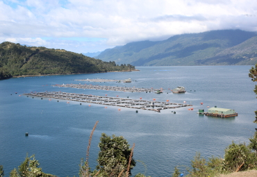 Investigadores PUCV realizan nuevos aportes al debate científico sobre la efectividad de las vacunas para salmones - Foto 2