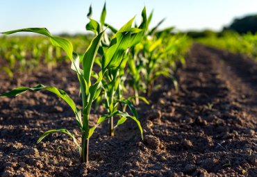 Desarrollan gel que colaborará a los agricultores en el contexto de sequía