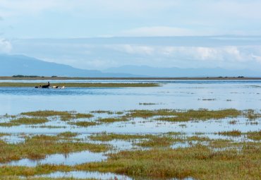 Investigadora de la PUCV analizará las compensaciones ambientales de Chile