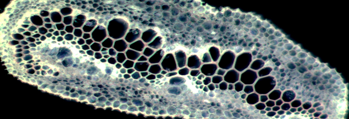 Laboratorios de Investigación y Docencia