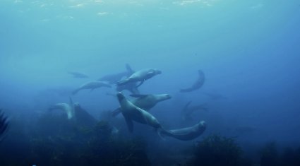 Documental sobre impacto medioambiental del proyecto minero Dominga se estrenará en Cineteca PUCV