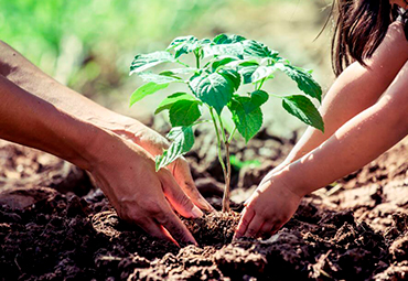 Actividad colaborativa: plantación de árboles y trekking