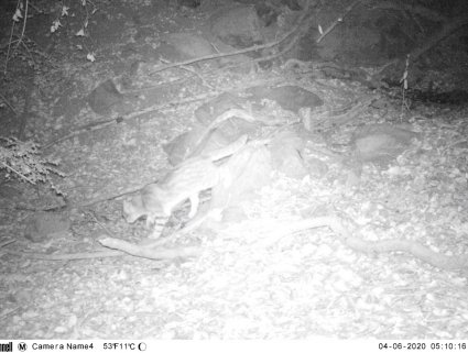 Ejemplar de Gato Colo Colo es avistado en terrenos de la Escuela de Agronomía de la Pontificia Universidad Católica de Valparaíso