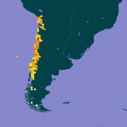 La base de datos de abejas silvestres más grande de Chile se encuentra en la Pontificia Universidad Católica de Valparaíso