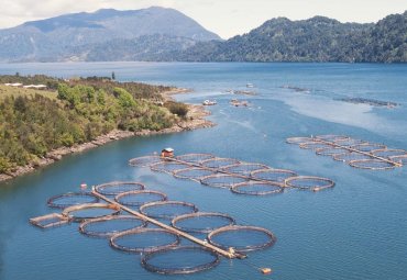 Vacuna para salmones es desarrollada por exalumno de Bioquímica