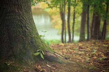 Visión del prof. Juan Luis Celis sobre las ventajas de las soluciones basadas en la naturaleza para enfrentar el cambio climático en árticulo de diario financiero