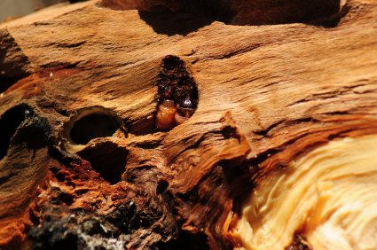 Profesor Wilson Barros participó en workshop sobre la relevancia de los insectos y su rol en nuestros ecosistemas organizado por INIA