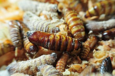 Profesor Wilson Barros participó en workshop sobre la relevancia de los insectos y su rol en nuestros ecosistemas organizado por INIA