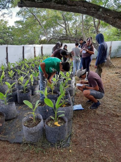 Programa de recuperación de importantes plantas nativas de Isla de Pascua continúa confirmando hitos de propagación, uso sustentable y trabajo con la comunidad