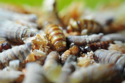 Profesor Wilson Barros participó en workshop sobre la relevancia de los insectos y su rol en nuestros ecosistemas organizado por INIA