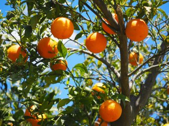 Oportunidad de beca de manutención para tesis de magíster en Cs. Agronómicas y Medioambientales