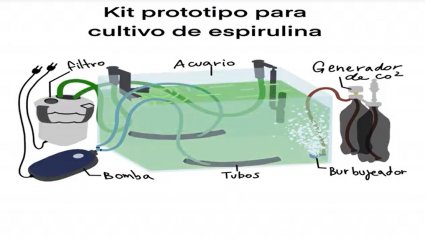 Estudiante de último año adjudica fondo DIE PUCV para desarrollar kit de autoproducción de fertilizante orgánico a base de Espirulina