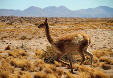 Artículo de investigadora de proyecto anillo asociado a la Escuela de Agronomía es publicado en prestigiosa revista Trends in Ecology and Evolution