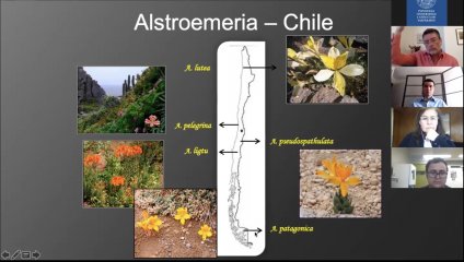 Interesante nueva charla de Red Nacional para la Conservación y Uso Sustentable de Flora Nativa tocó temática sobre mejoramiento genético en alstroemeria