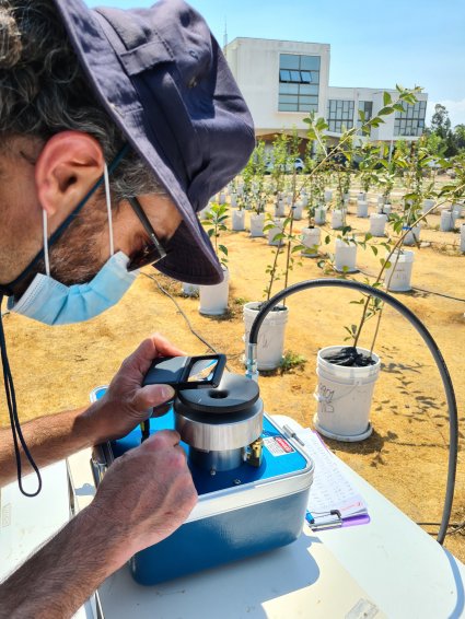 El Centro de Estudios Avanzados en Fruticultura recibirá estudiantes de Agronomía PUCV en todos los niveles de prácticas