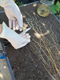 El Centro de Estudios Avanzados en Fruticultura recibirá estudiantes de Agronomía PUCV en todos los niveles de prácticas