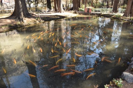 Piscicultura de Río Blanco