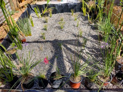 Reciclawa: Recuperación de aguas grises mediante Soluciones basadas en la Naturaleza