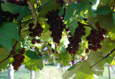 El cambio climático está cambiando el color y el grado alcohólico de los vinos chilenos