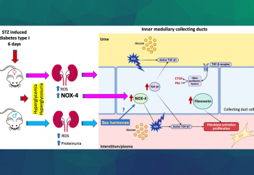 Antioxidants Journal publica investigación del Dr. González sobre glucosa y la función renal