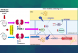 Antioxidants Journal publica investigación del Dr. González sobre glucosa y la función renal