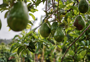 Seminario sobre Producción Sostenible: Una Inmersión en el Futuro hídrico en la Agricultura