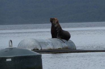 Proyecto FIPA busca tecnologías para la mitigación de la interacción entre mamíferos marinos y la acuicultura