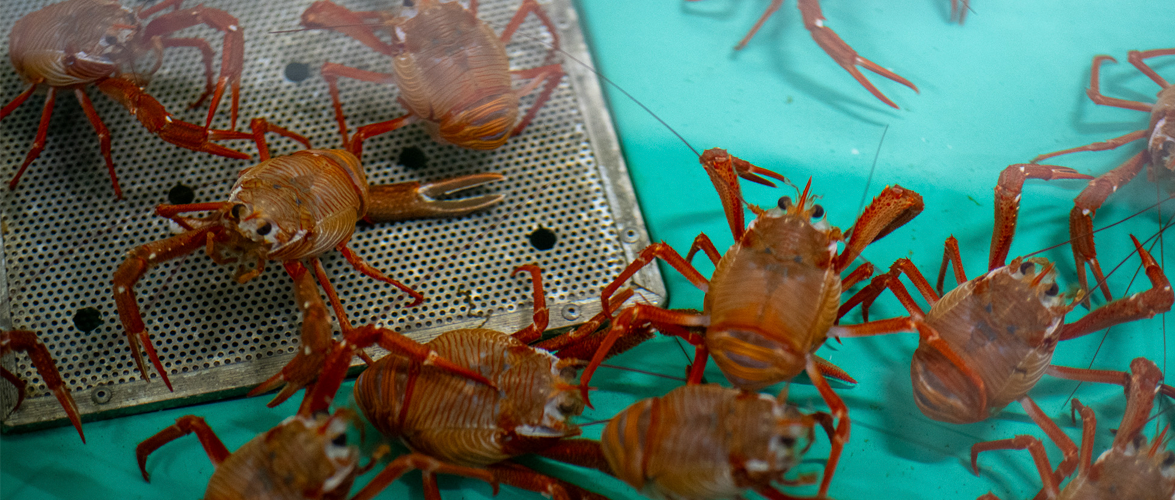 OCEAN-IA: Innovación en la Observación de Especies Marinas a través de la Inteligencia Artificial