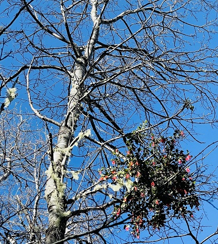 La Vida al Límite: Investigación revela los secretos de los bosques de Nahuelbuta